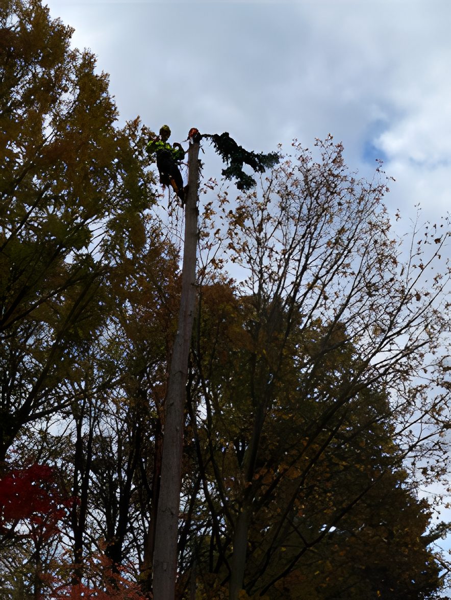 Climber at the top of a tall spruce in the fall