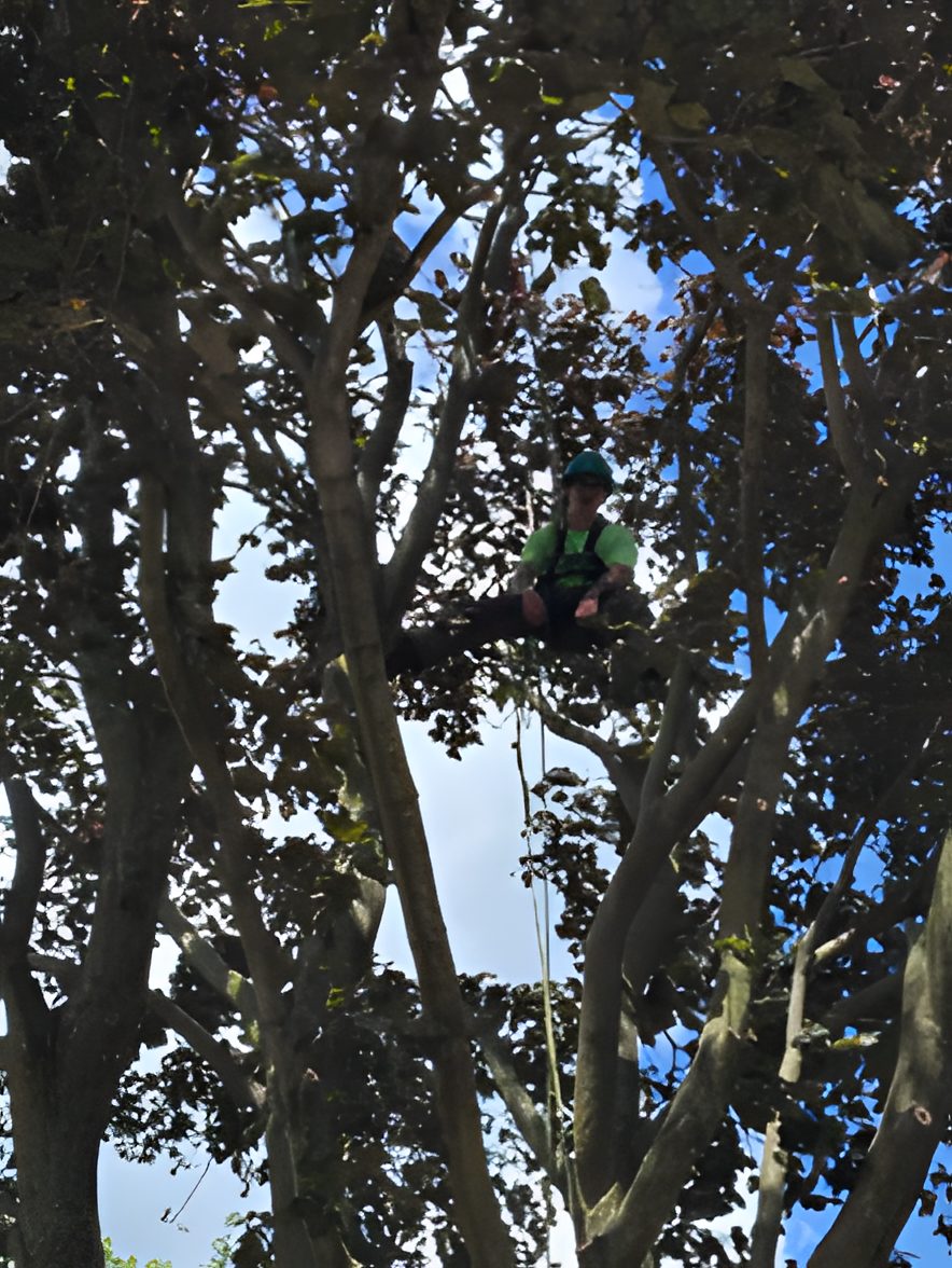 Arborist roped in high in a tree canopy