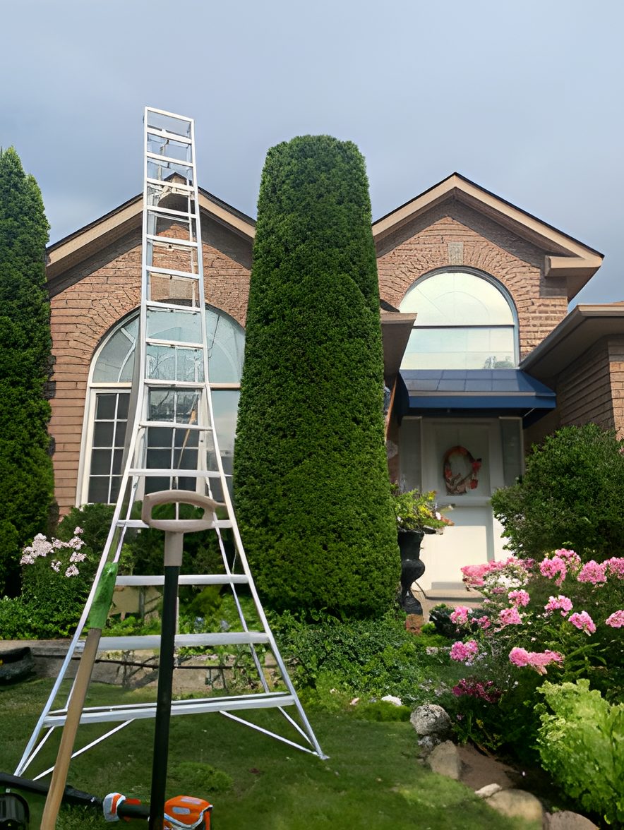 Tall cedar shaped in front of a brick house