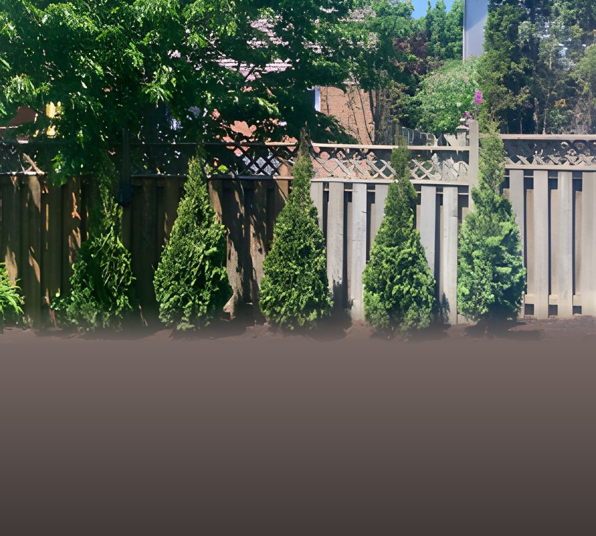 New row of cedars planted along a backyard fence in Bowmanville