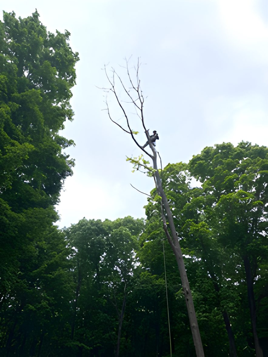 Climber removing a tall dead tree