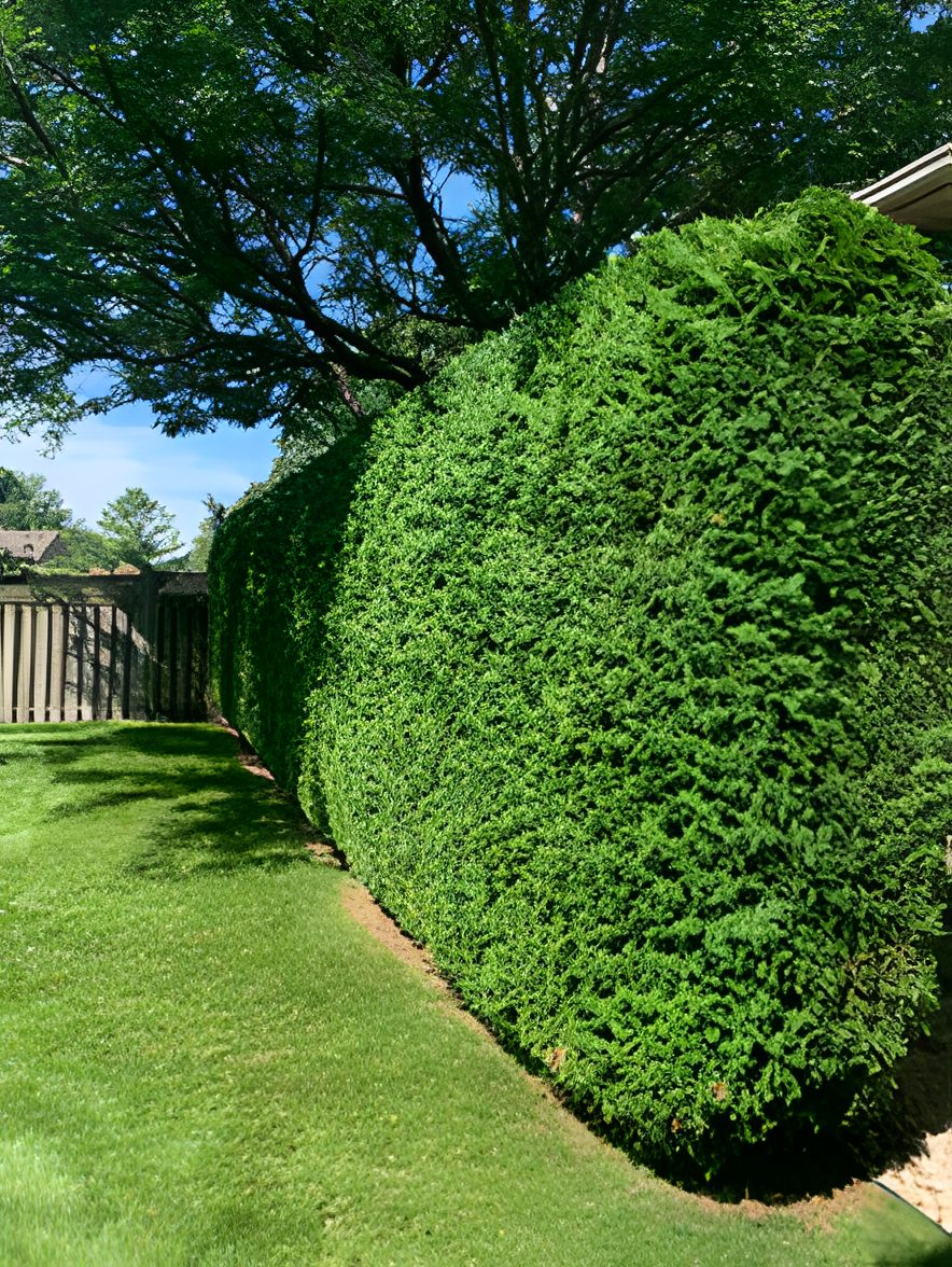Tall cedar hedge trimmed into a clean, even wall
