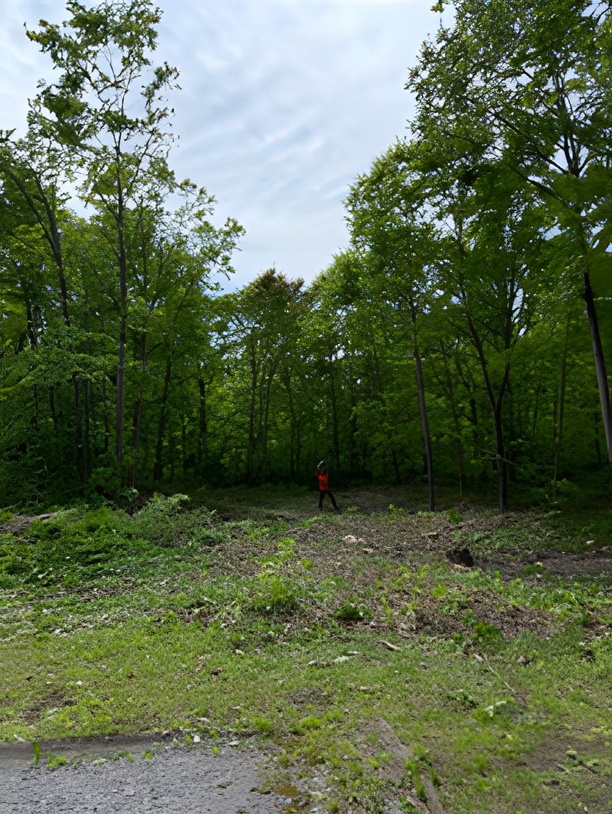 Wooded lot with trees removed and cleaned up