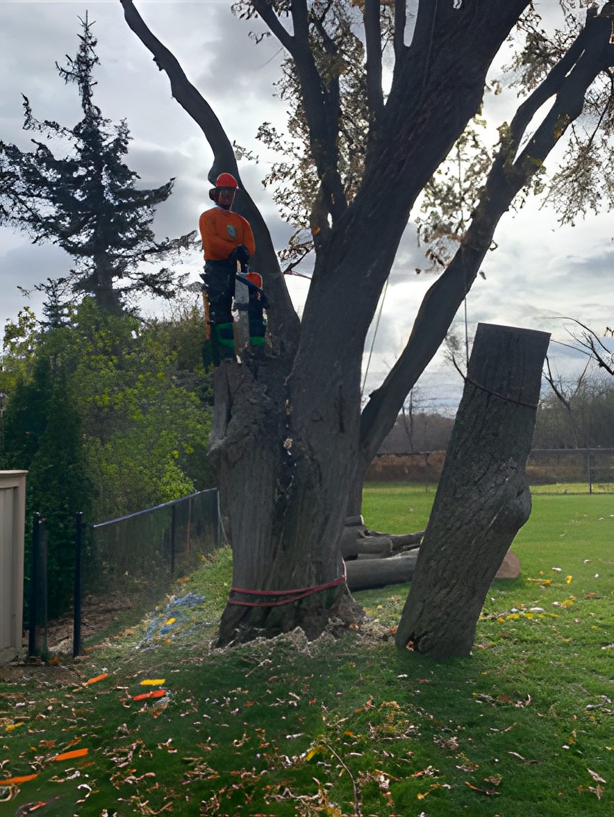 Climber removing a large tree in sections in a backyard