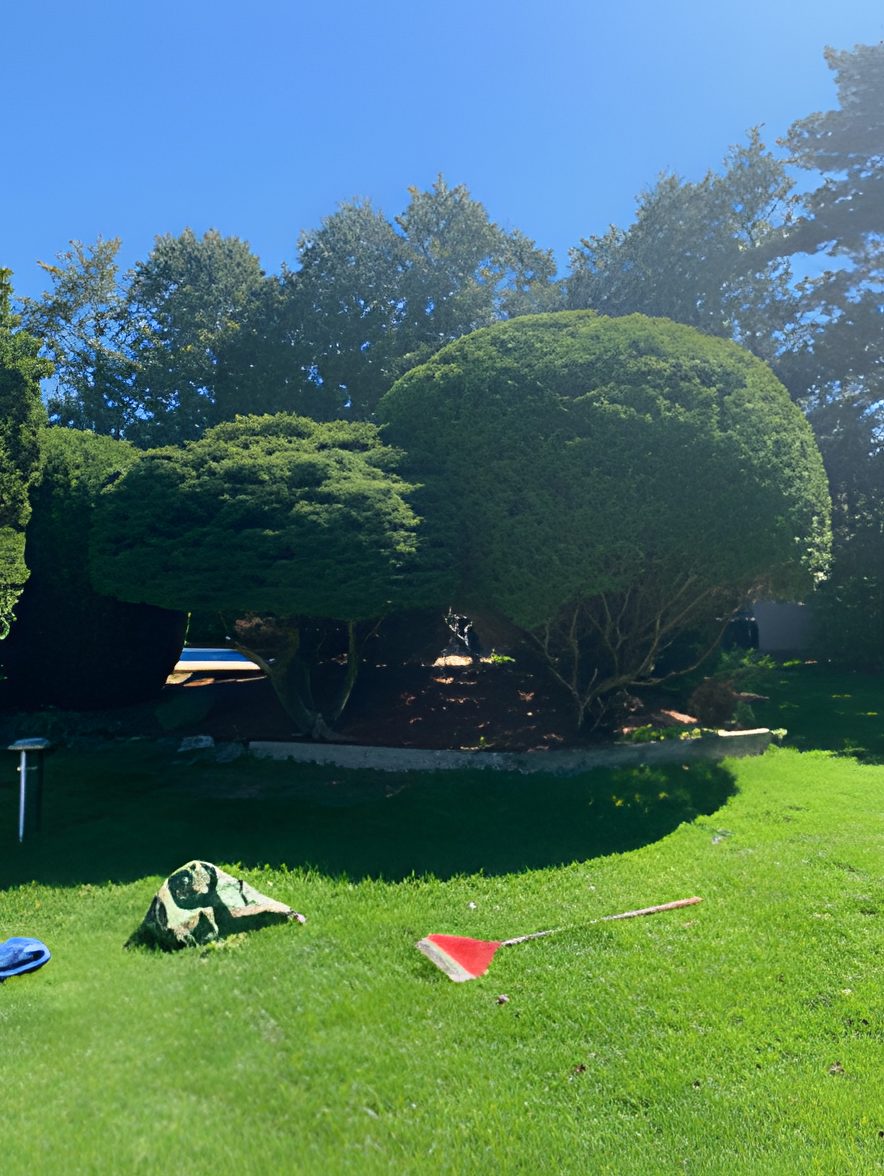 Rounded shaped shrubs in a backyard
