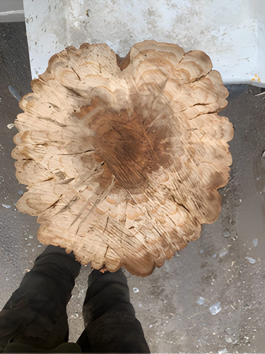 Large freshly cut stump in Lindsay