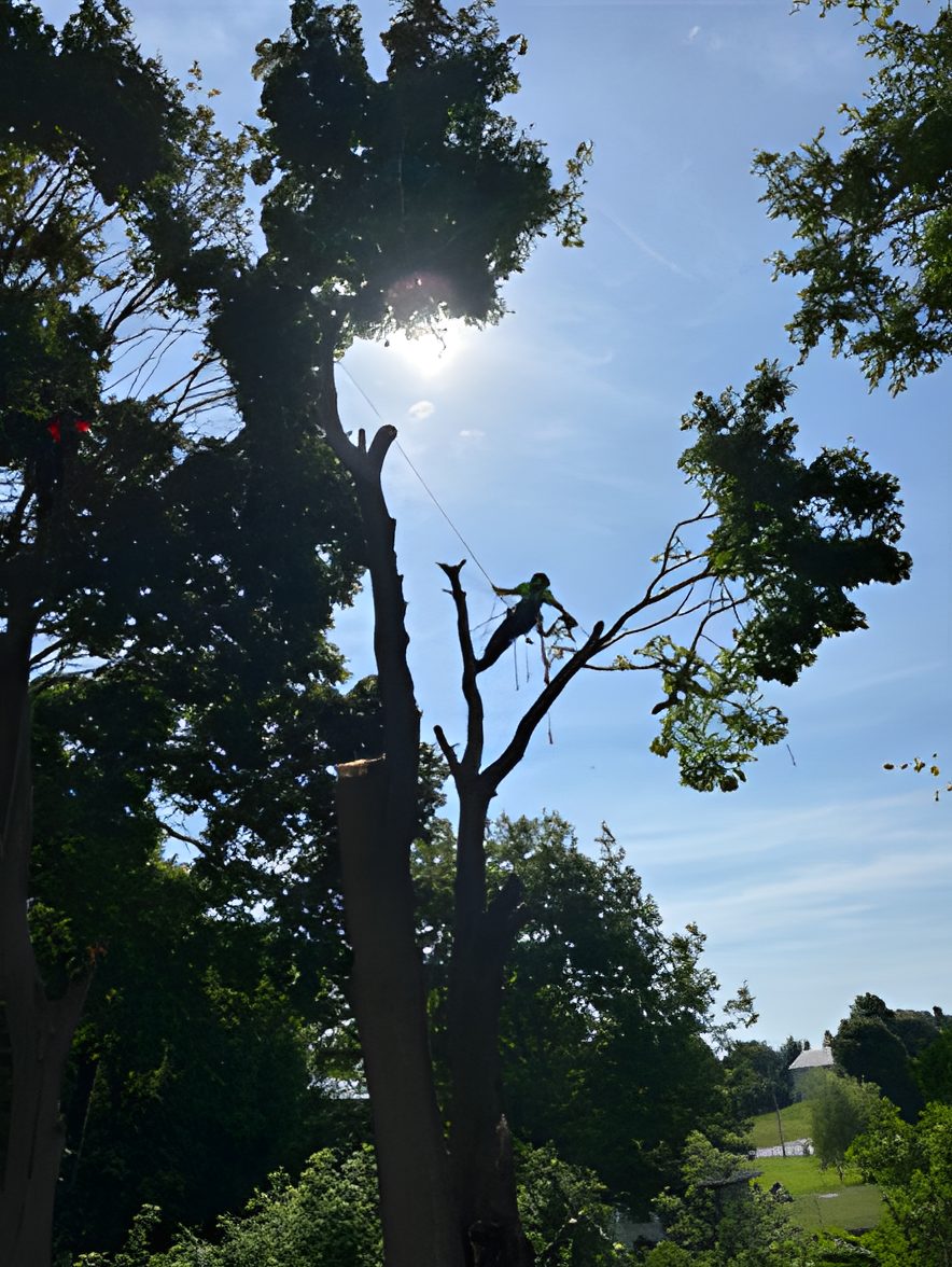 Humboldt climber roped in high in a tree, silhouetted against the sun