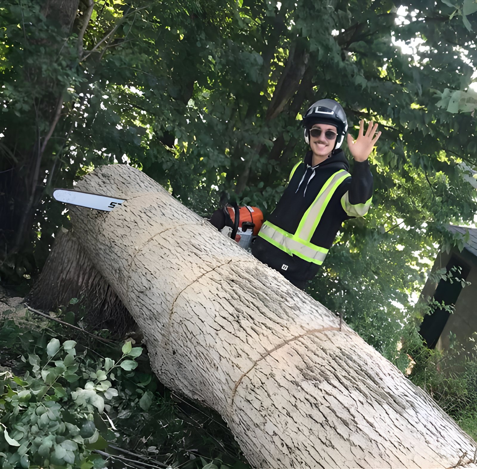 Humboldt arborist waving while cutting a large log with a long-bar chainsaw